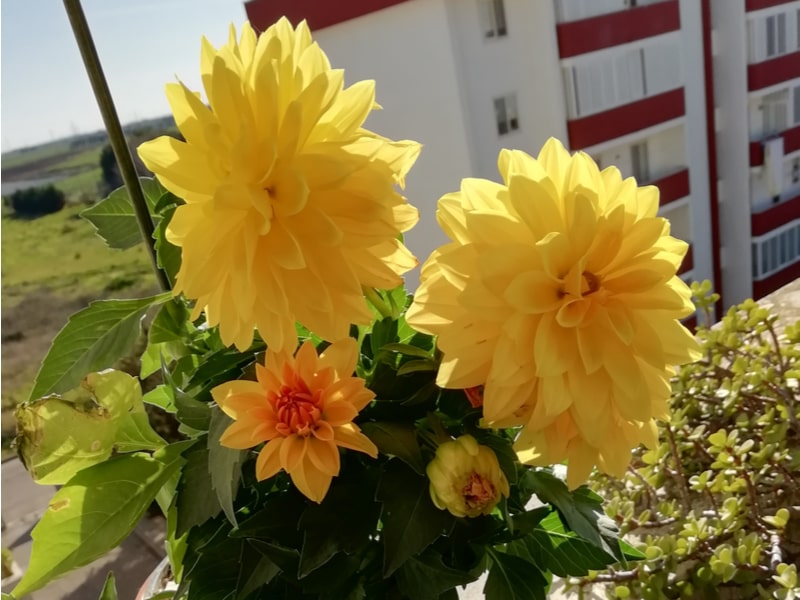 Fiori gialli sul davanzale