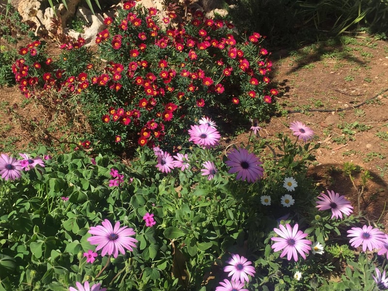 Un giardino fiorito