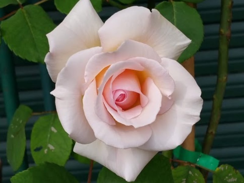 Primo piano di una rosa