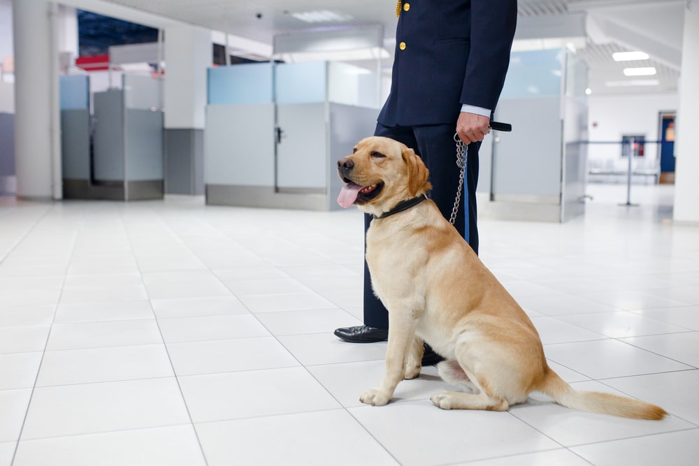 Cane in aeroporto