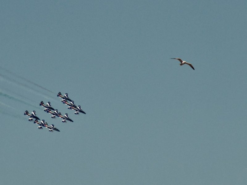 Le frecce tricolore in cielo e un gabbiano