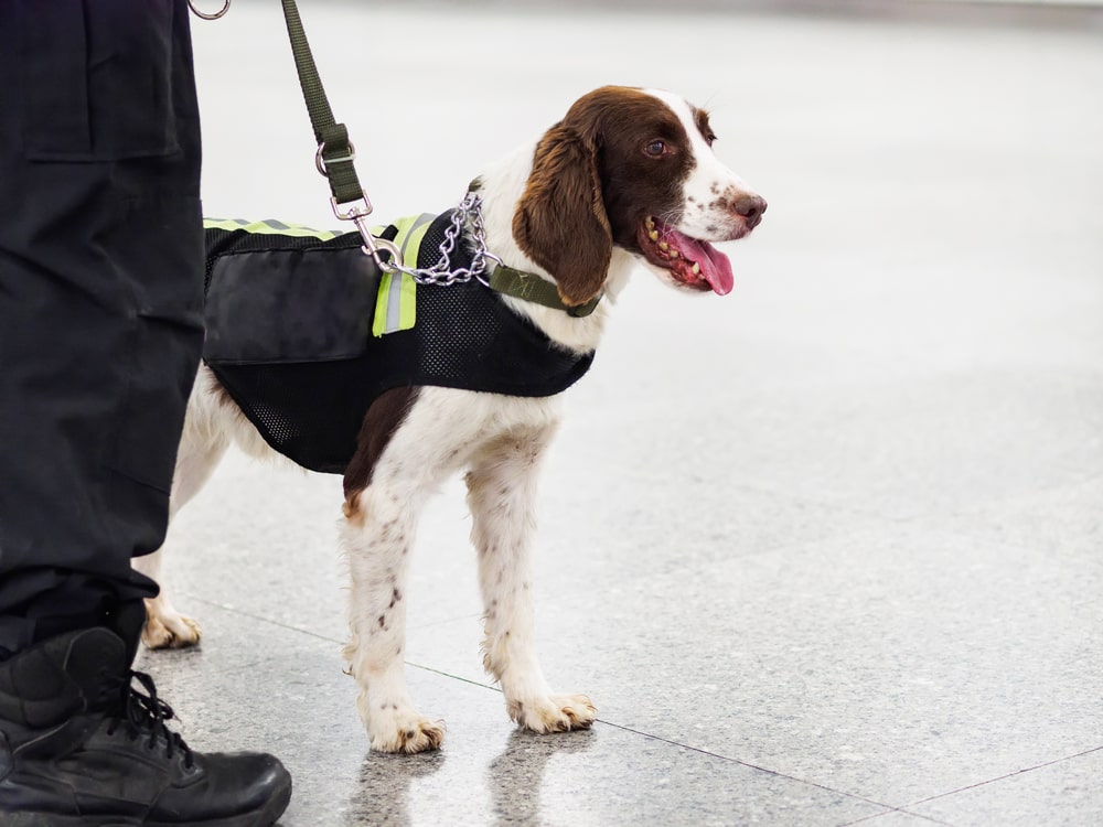 Cane addestrato a fiutare