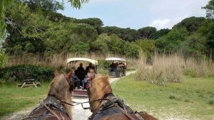 Carrozze al Parco di san Rossore