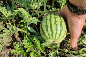 Una zucchina colta dall'orto di Cascina Rapello