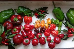 I peperoni raccolti nell'orto di Cascina Rapello