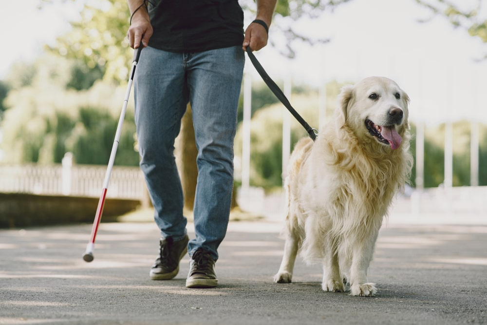 Un uomo cieco o ipovedente cammina con il proprio cane guida
