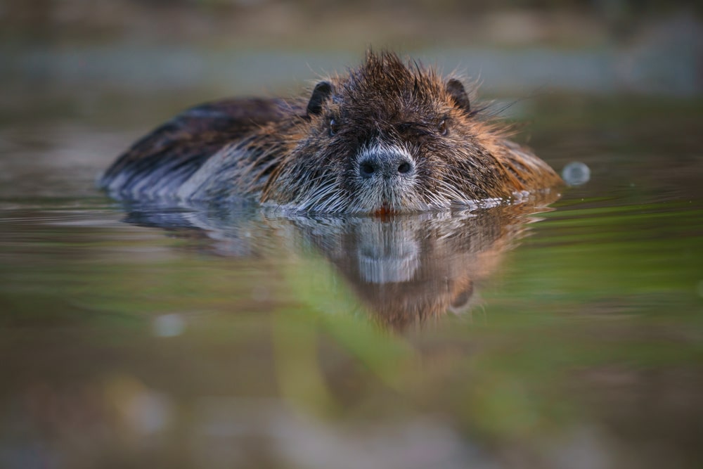 Si stima che i danni causati dalla loro proliferazione in habitat prima non adatti sia di oltre ai 423 miliardi di dollari l’anno. Più delle calamità naturali.