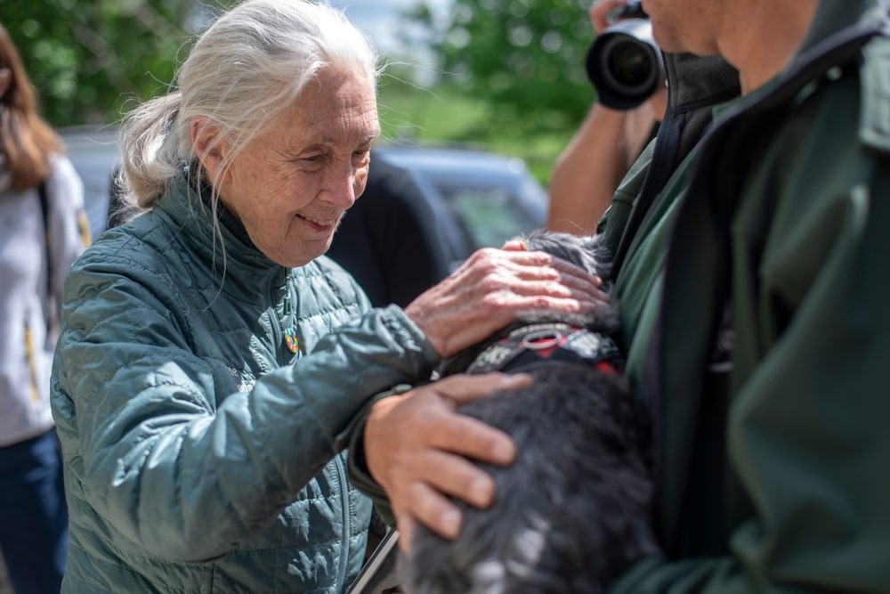 Jane Goodall aveva 26 anni quando si avventurò in Tanzania per studiare gli scimpanzè selvatici. L'età non ha spento la passione per il mondo e per la pace.