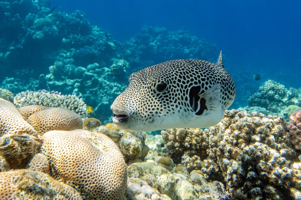 Pesce palla Adriatico