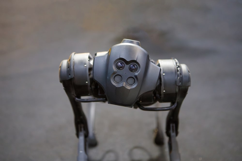 cani robot negozio
