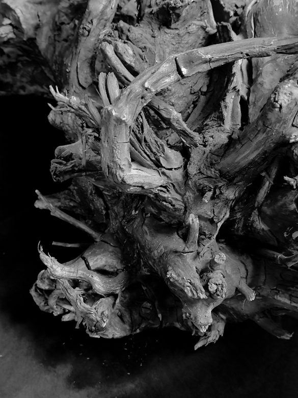 Albero Fossile_ Antiquarium