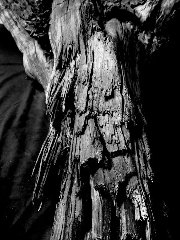 Foto di ricerca_ Albero Fossile