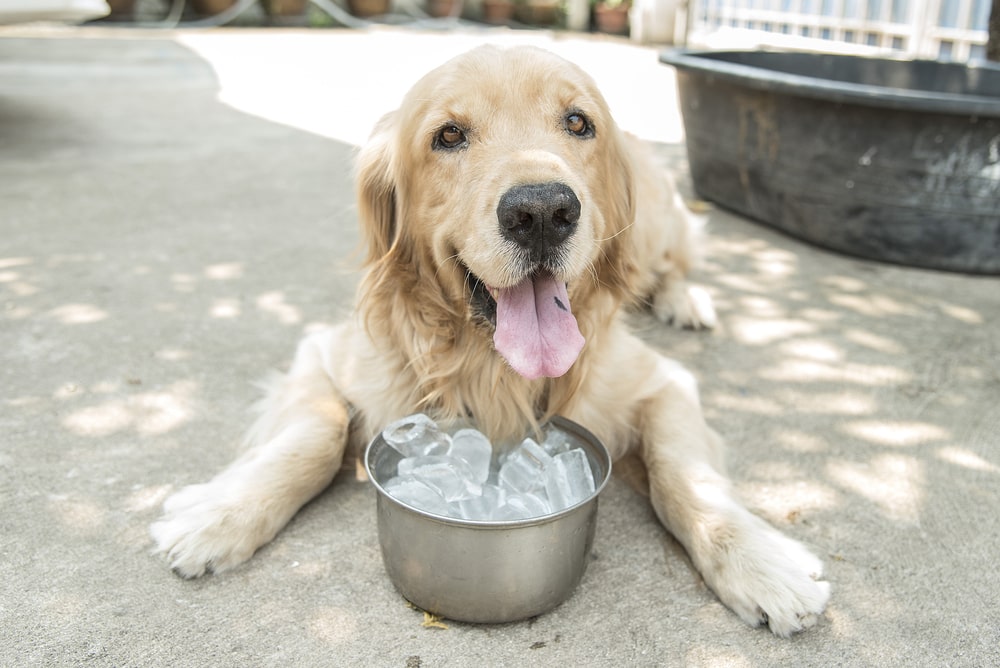 Colpo di calore negli animali rischi, segnali e cosa fare