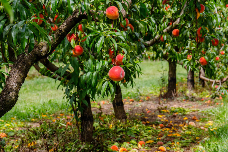 Food forest, un bosco da mangiare