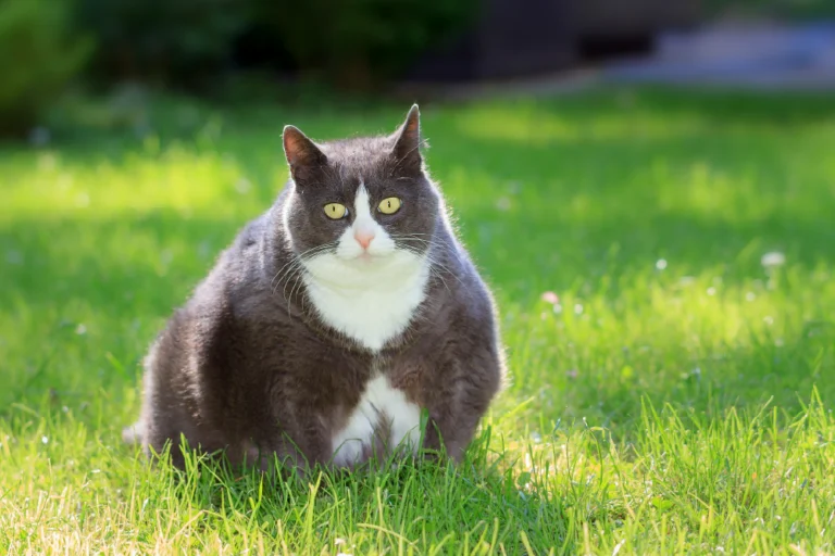 L’obesità nel gatto