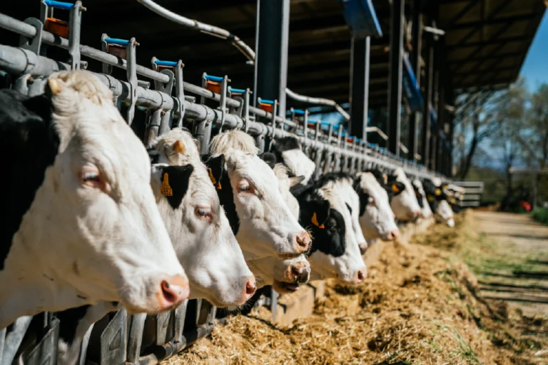 Ridere della dieta vegetariana non salverà il mondo