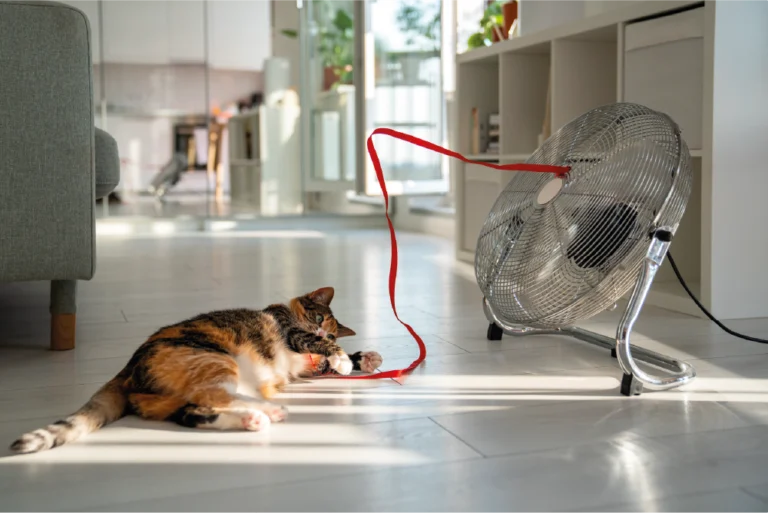 Cani, gatti e caldo: consigli utili per un’estate in sicurezza