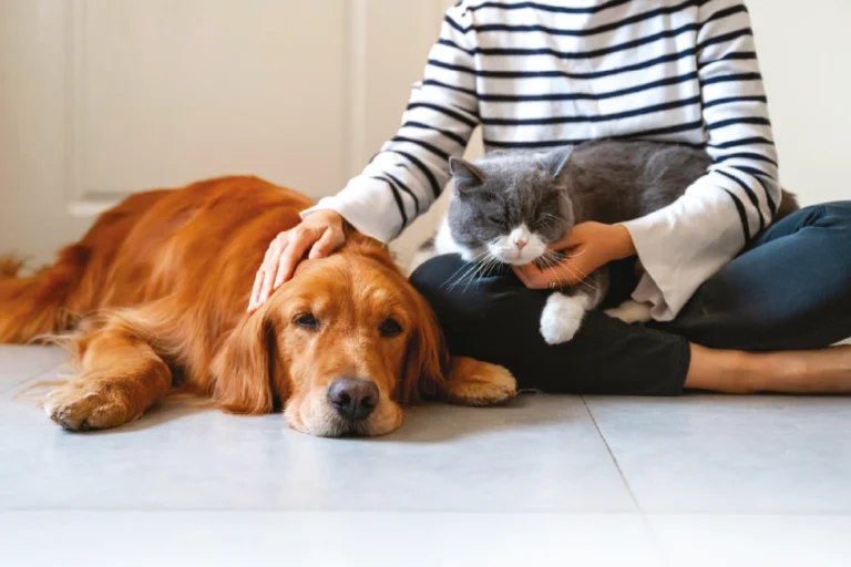 Essere come cane e gatto: esiste davvero una inimicizia atavica tra i due animali?