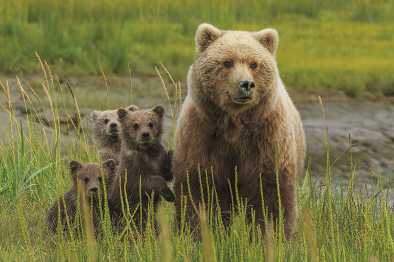 Convivenza uomo-fauna selvatica: un compromesso possibile