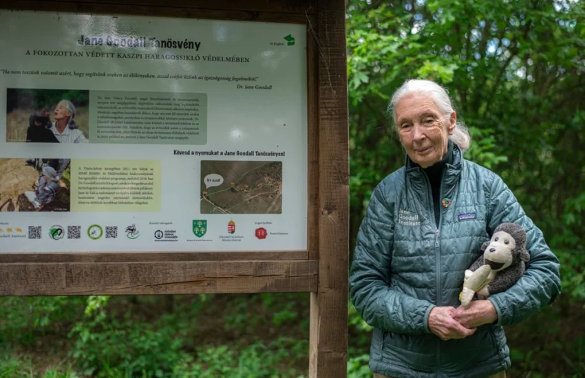 Addio a Jane Goodall, la donna che parlava con gli scimpanzé