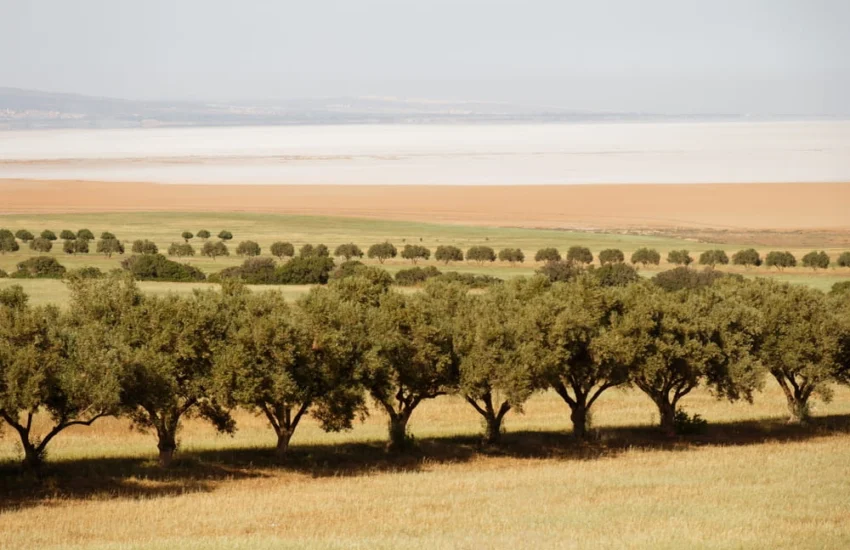 Algeria verde:  in un giorno solo piantati cinque milioni di alberi