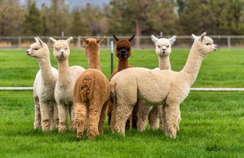 Alpaca, un aiuto contro demenza e depressione negli anziani