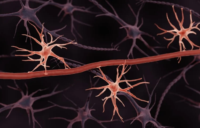 Alzheimer: nel cervello la proteina che rimuove le placche