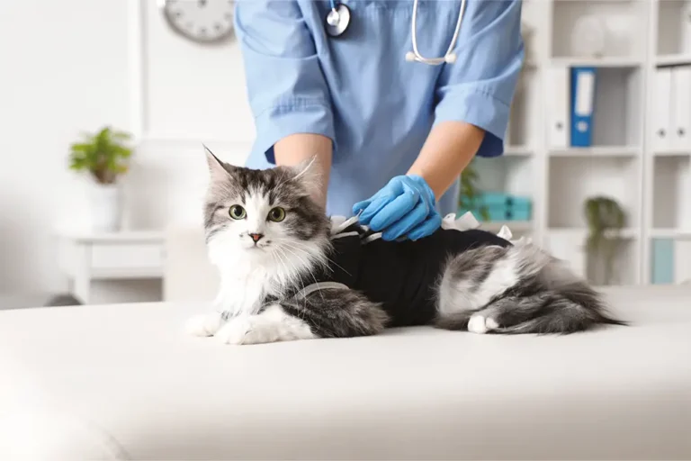 Sterilizzazione di cani e gatti: pro e contro secondo la scienza