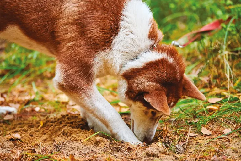 Come l’olfatto e l’udito trasformano i cani in sismologi affidabili e rivelatori di emozioni