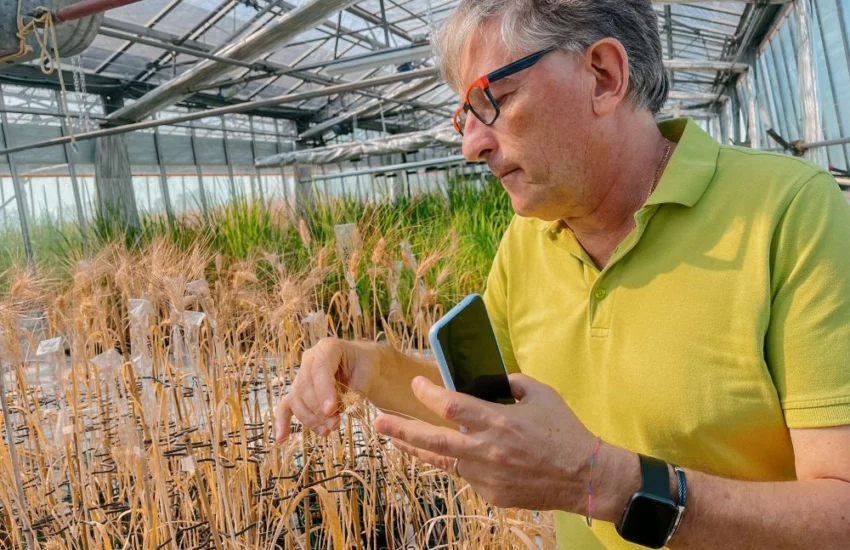 Progetto Pangenoma, il grano del futuro si coltiva con l’IA | FOTO