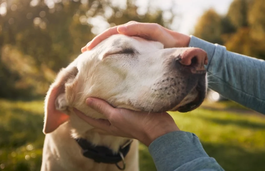 Perché spesso non capiamo le emozioni del nostro cane