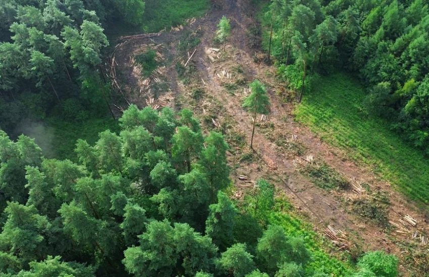 Deforestazione, nel 2024 persi oltre 6 milioni di ettari di foreste