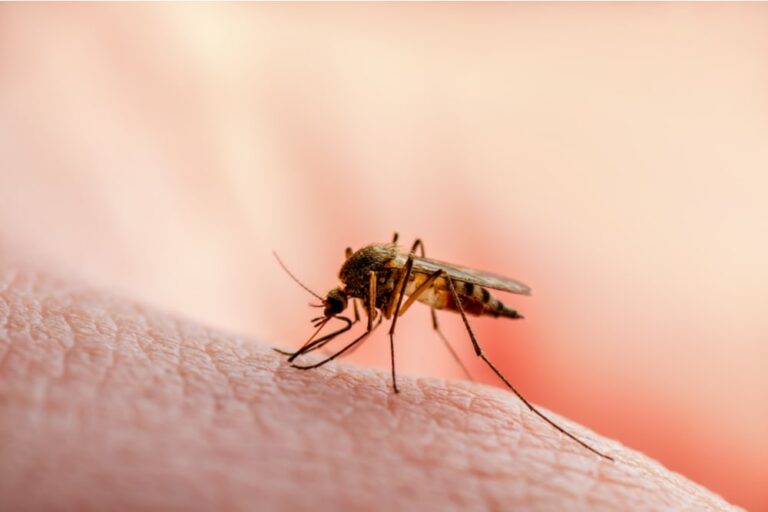 I consigli del dermatologo per difenderci dalle zanzare
