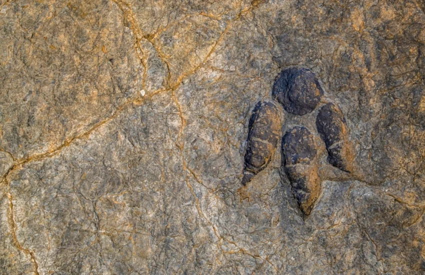 Dinosauro in Sardegna, l’impronta della preistoria sull’isola