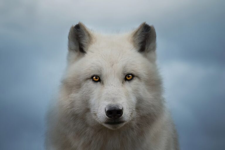 “Rinasce” il Dire Wolf, dopo la sua estinzione 12.000 anni fa