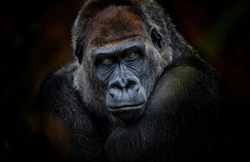 Evoluzione: decifrato il genoma completo dei primati