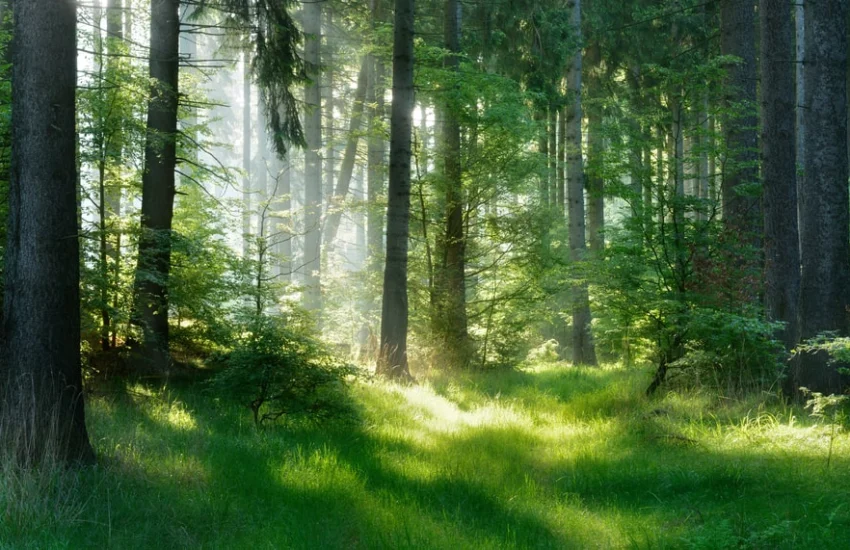 Giornata internazionale delle foreste: consumi responsabili e deforestazione zero