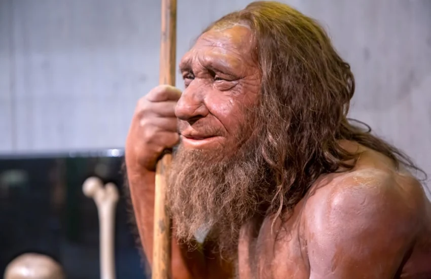 I Neanderthal mangiavano larve di mosche: scoperto il super food preistorico