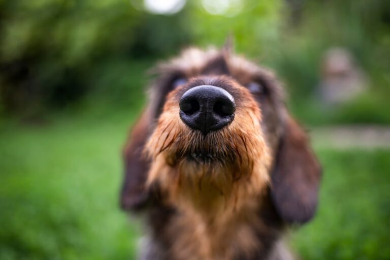 I cani fiutano lo stress: i risultati di una ricerca irlandese