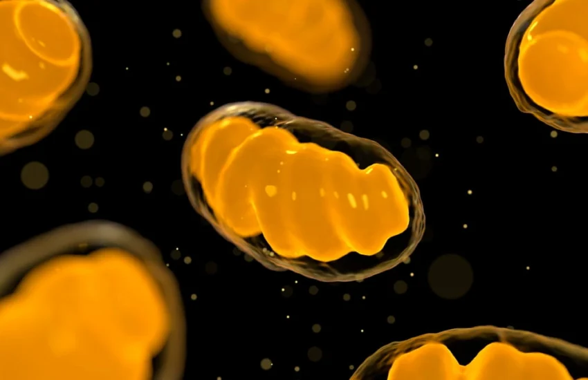 I mitocondri, custodi dell’energia cellulare