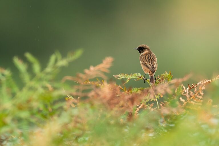 I suoni della natura migliorano l’umore: lo studio tedesco