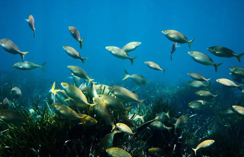 Il Mediterraneo, sentinella del clima