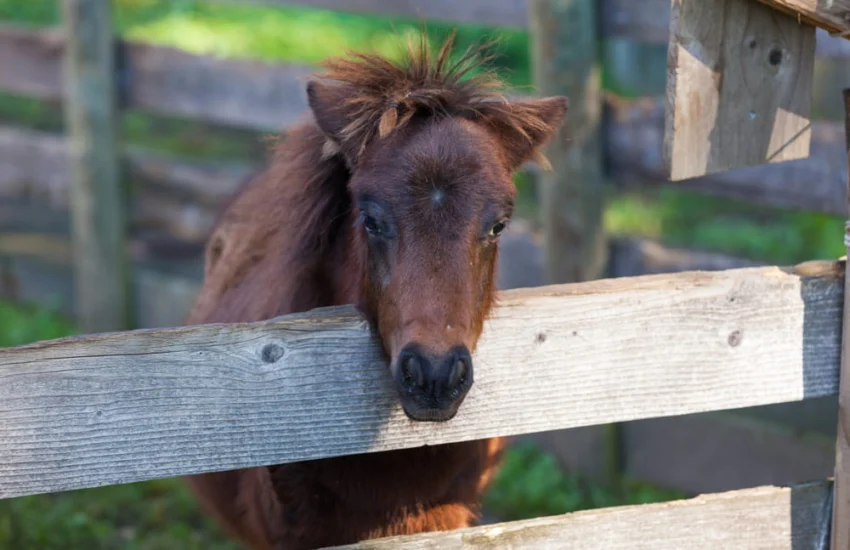 Invecchiamento attivo: un pony per amico