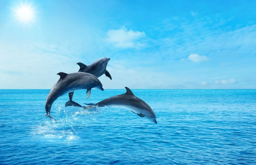 Invecchiamento: i delfini insegnano che l’amicizia allunga la vita