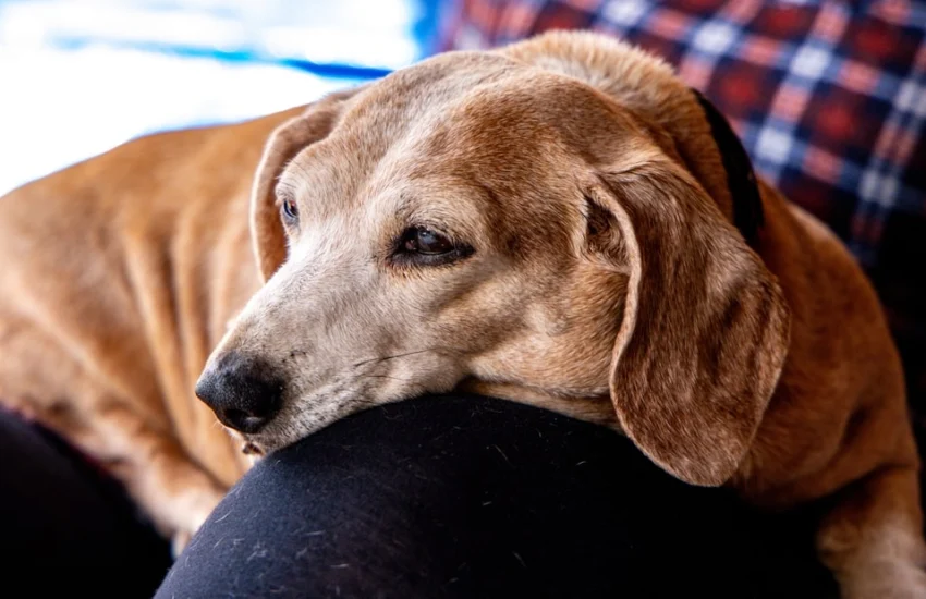 Invecchiamento: il sangue dei cani svela i segreti dell’età
