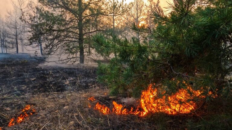Ispra: l’Italia brucia meno, ma al Sud ancora troppi incendi