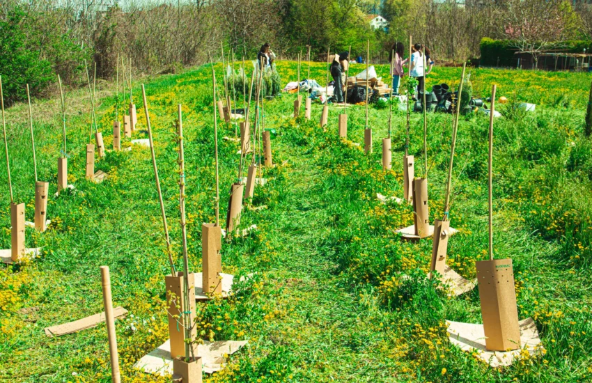 KilometroVerdeParma: 80.000 alberi per un futuro sostenibile | FOTO