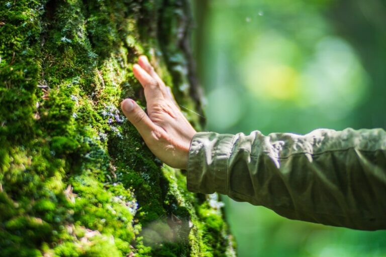 La corteccia degli alberi per assorbire il metano e i gas serra