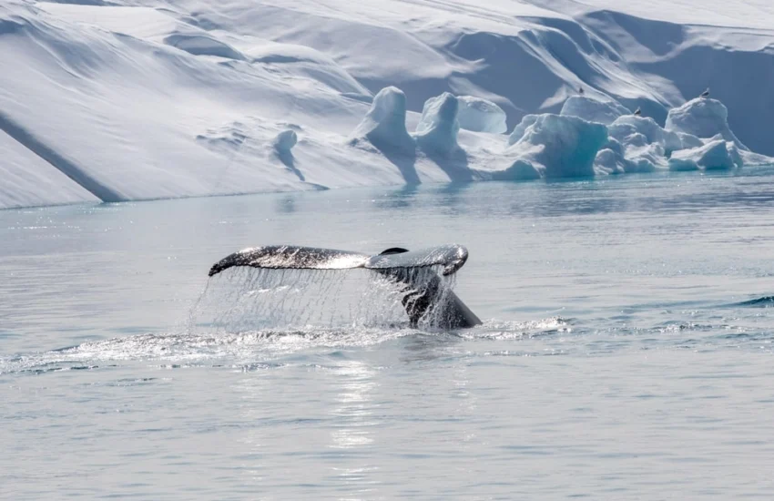 La strategia della balena della Groenlandia per la longevità