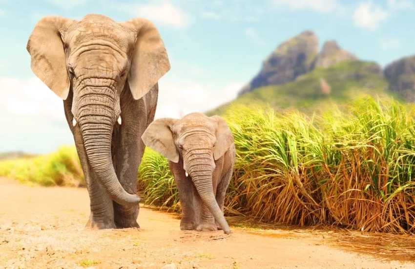 Le relazioni sociali tra animali, un galateo da scoprire